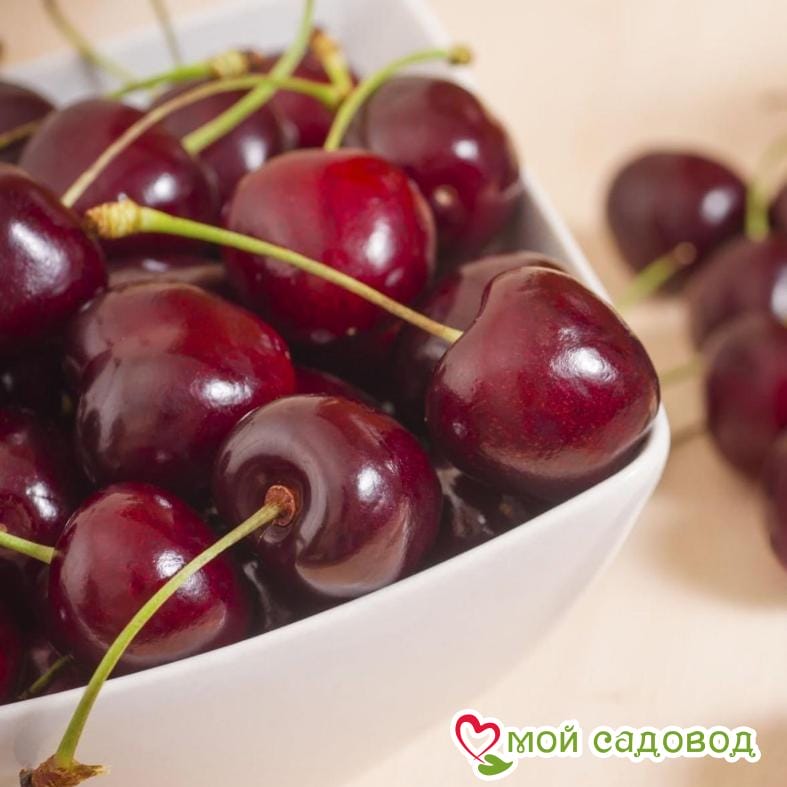 Черешня Ревеншон