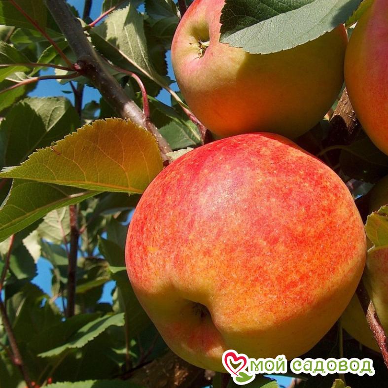 Яблоня Чемпион