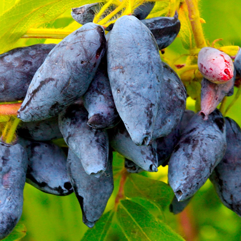 Жимолость Сластена