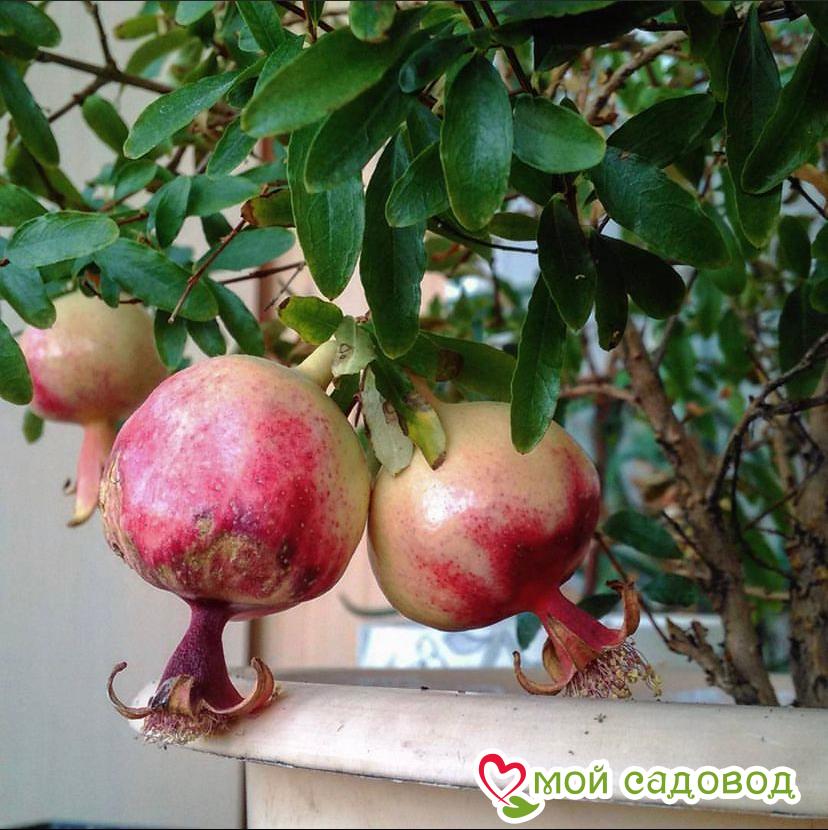 Гранат Бейби (мини)