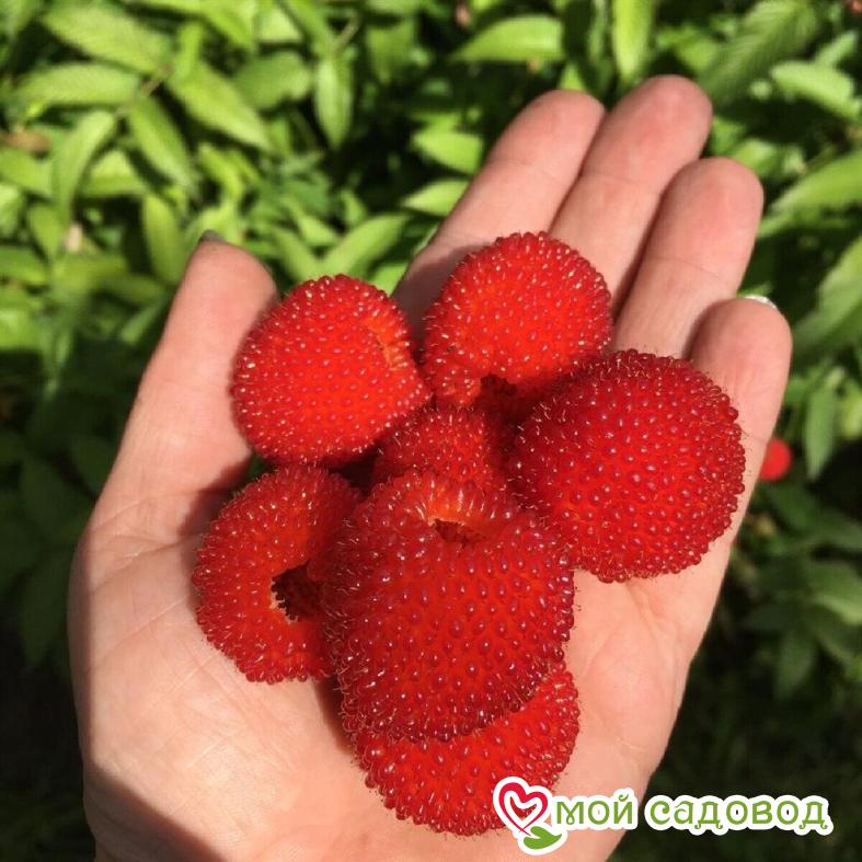 Малино-клубника