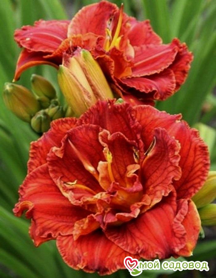 ЛИЛЕЙНИК ГИБРИДНЫЙ ПАПРИКА ФЛЕЙМ