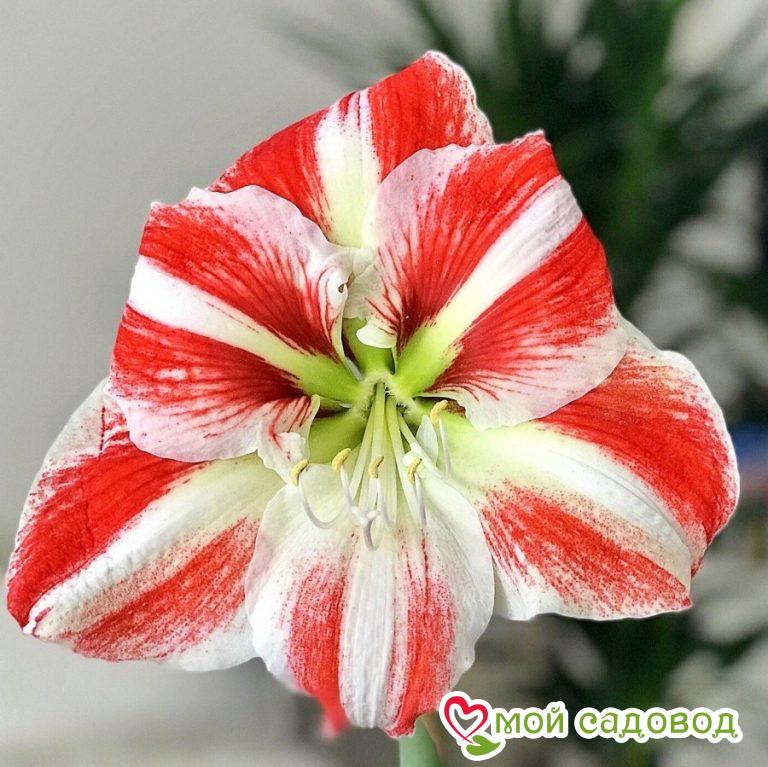 АМАРИЛЛИС КЛОУН