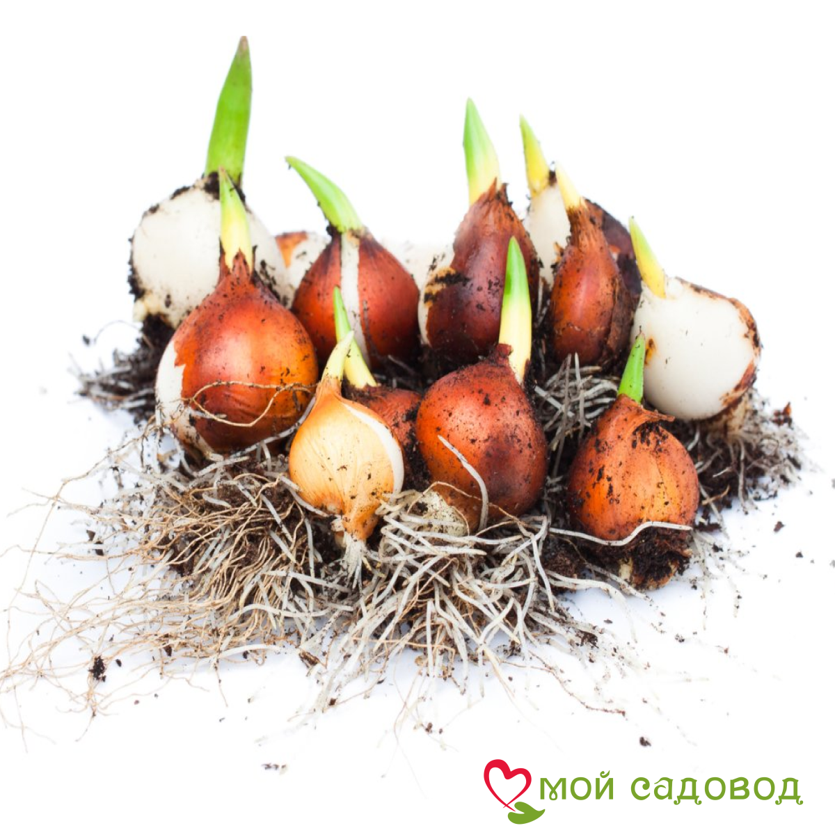 Тюльпан Блэк Фаер