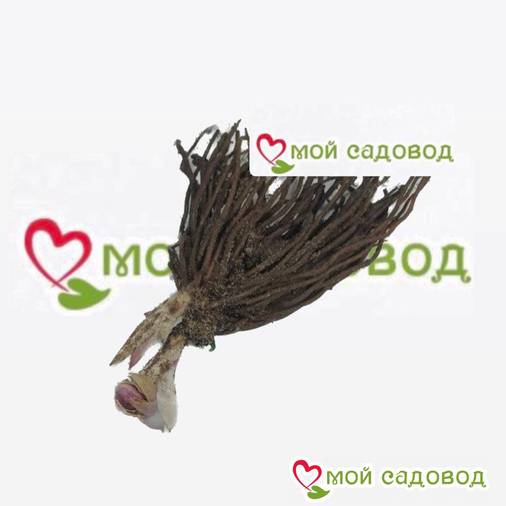 Хоста Глория Винг